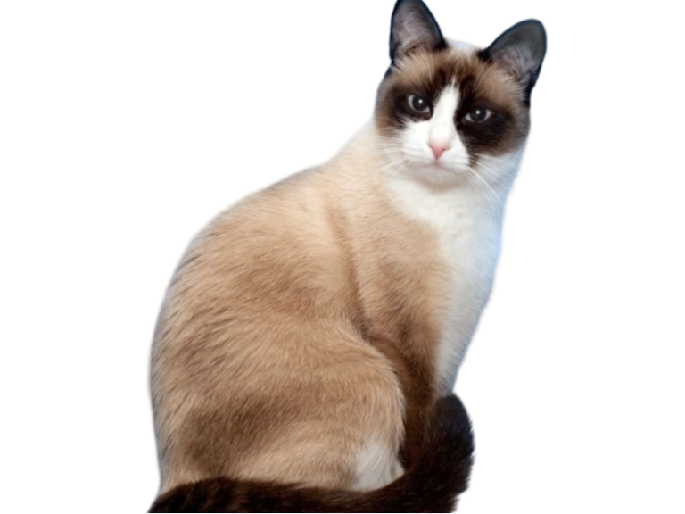 information about the Snowshoe cat breed