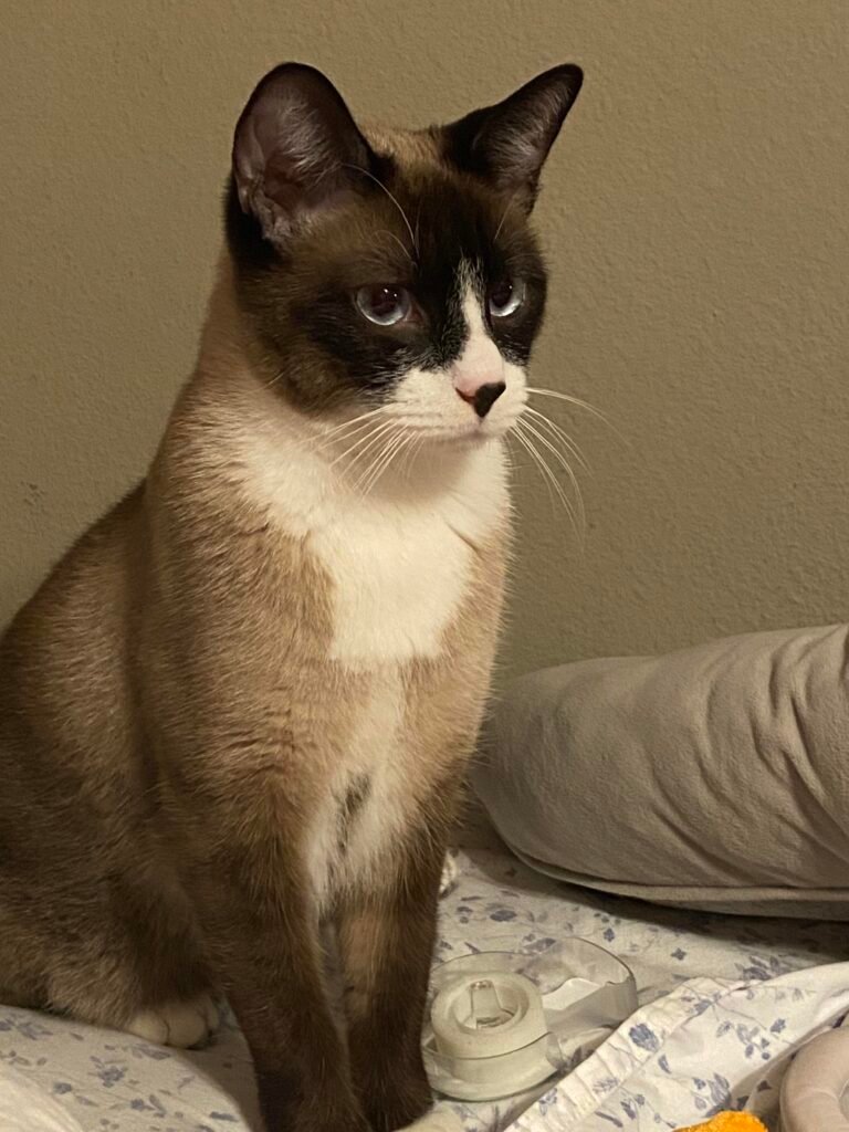 information about the Snowshoe cat breed information about the Snowshoe cat breed
