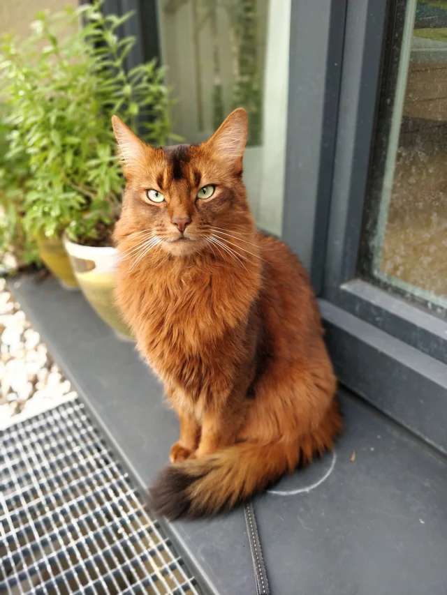 information about the Somali cat breed