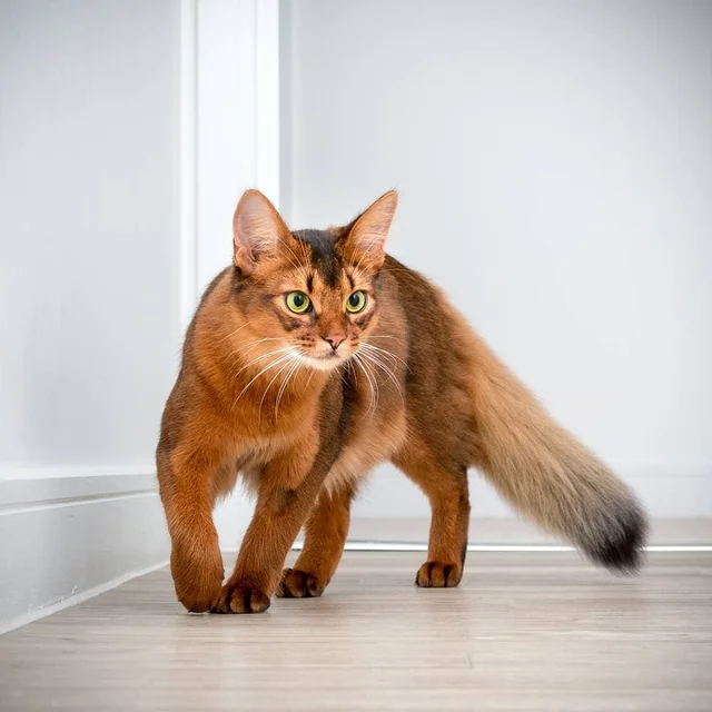 information about the Somali cat breed