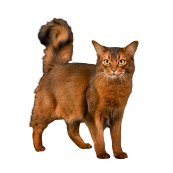 information about the Somali cat breed