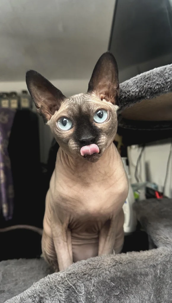 information about the Sphynx cat breed 1