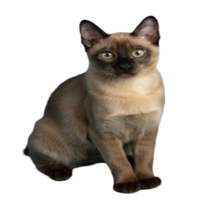 information about the Tonkinese cat breed