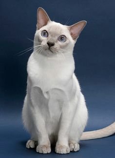 information about the Tonkinese cat breed information about the Tonkinese cat breed