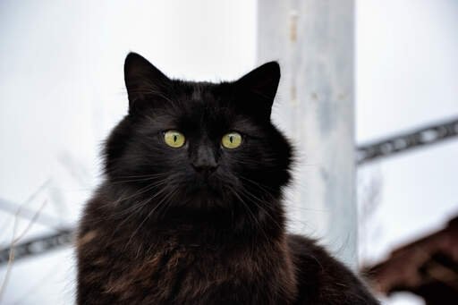 information about the tiffanie cat breed information about the tiffanie cat breed