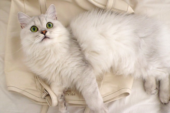 information about the tiffanie cat breed information about the tiffanie cat breed