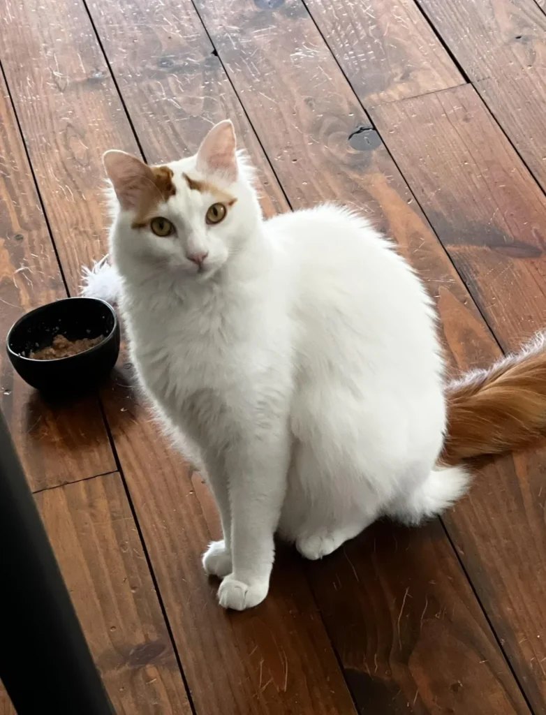 information about the turkish van cat breed information about the turkish van cat breed