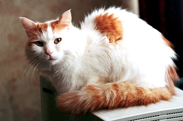 information about the turkish van cat breed information about the turkish van cat breed
