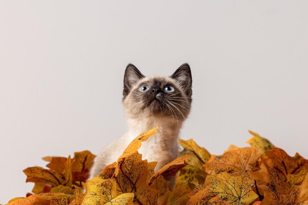 Top 10 Most Popular Cat Breeds Top 10 Most Popular Cat Breeds