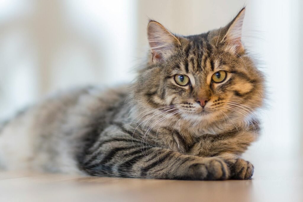 Origin of the Domestic Cat and Its Evolutionary Journey Origin of the Domestic Cat and Its Evolutionary Journey